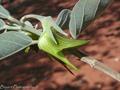 Crotalaria cunninghamii